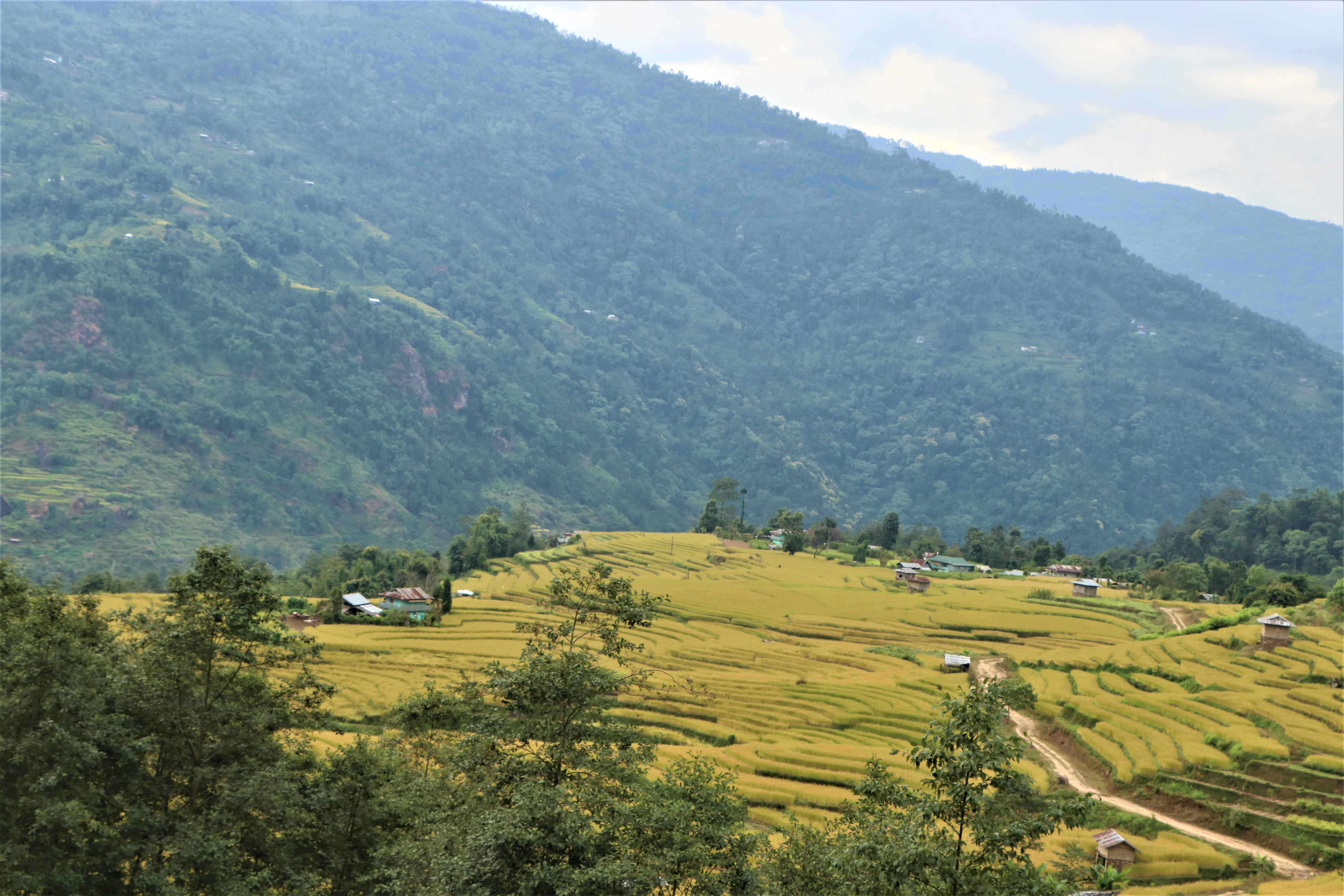 grassland